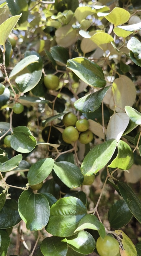 Chinese Apple - Ziziphus mauritiana  Bali,Chinese Apple,Flower,Fruit,Indonesia,Plant,Tulamben,Ziziphus mauritiana