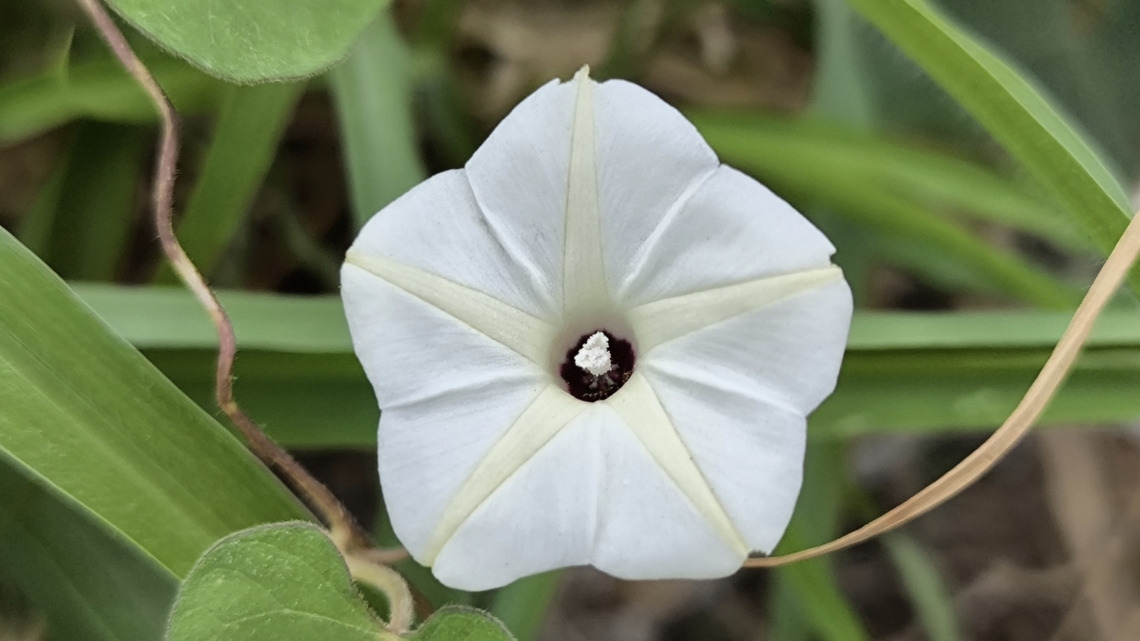 Obscure Morning Glory - Ipomoea obscura  Bali,Flower,Indonesia,Ipomoea obscura,Obscure Morning Glory,Plant,Tulamben