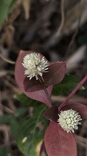 Ruby Leaf - Alternanthera brasiliana  Alternanthera brasiliana,Bali,Flower,Indonesia,Plant,Ruby Leaf,Tulamben