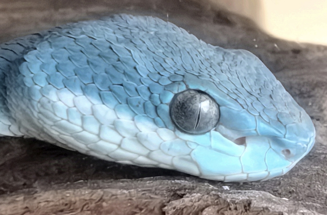 Blue! White-Lipped Island Pit Viper - Trimeresurus insularis Indonesia,Lombok,Pit Viper,Snake,Trimeresurus insularis,Viper,White-Lipped Island Pit Viper