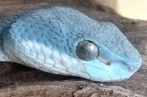Blue! White-Lipped Island Pit Viper - Trimeresurus insularis Indonesia,Lombok,Pit Viper,Snake,Trimeresurus insularis,Viper,White-Lipped Island Pit Viper