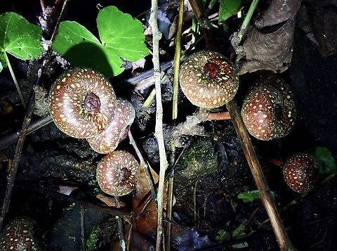 Roxbugrh Fig - Ficus auriculata  Ficus,Ficus auriculata,Fig,Flower,Fruit,Malaysia,Pahang,Plant,Roxburgh Fig