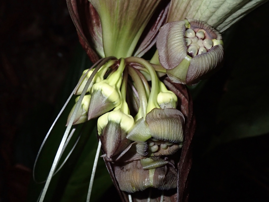 Bat Flowers - Tacca havilandii  Bat Flowers,Flower,Malaysia,Sarawak,Tacca havilandii,White Bat Flower