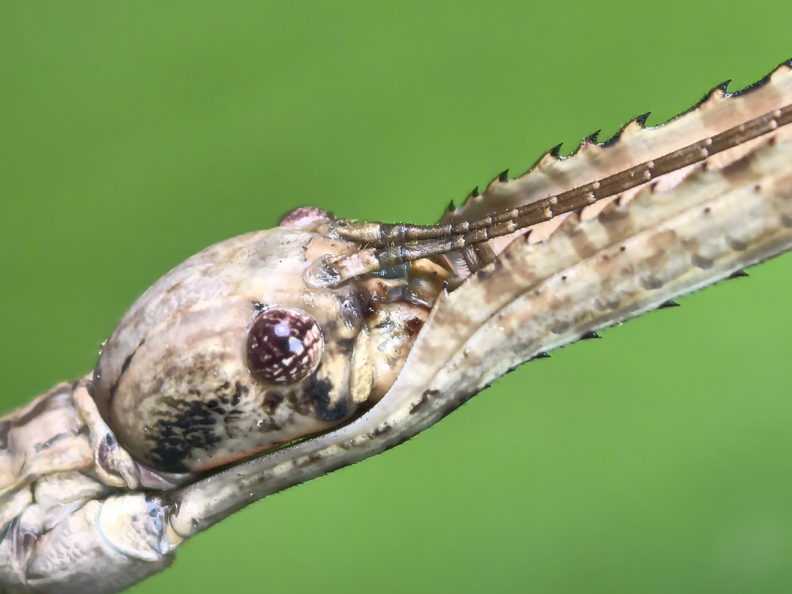 Stick Insect/Phasmid - Eucarcharus fallax Adult Female Eucarcharus fallax,Phasmatodea,Phasmid,Phasmida,Philippines,Quezon,Stick Insect