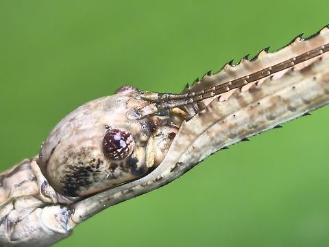 Stick Insect/Phasmid - Eucarcharus fallax Adult Female Eucarcharus fallax,Phasmatodea,Phasmid,Phasmida,Philippines,Quezon,Stick Insect