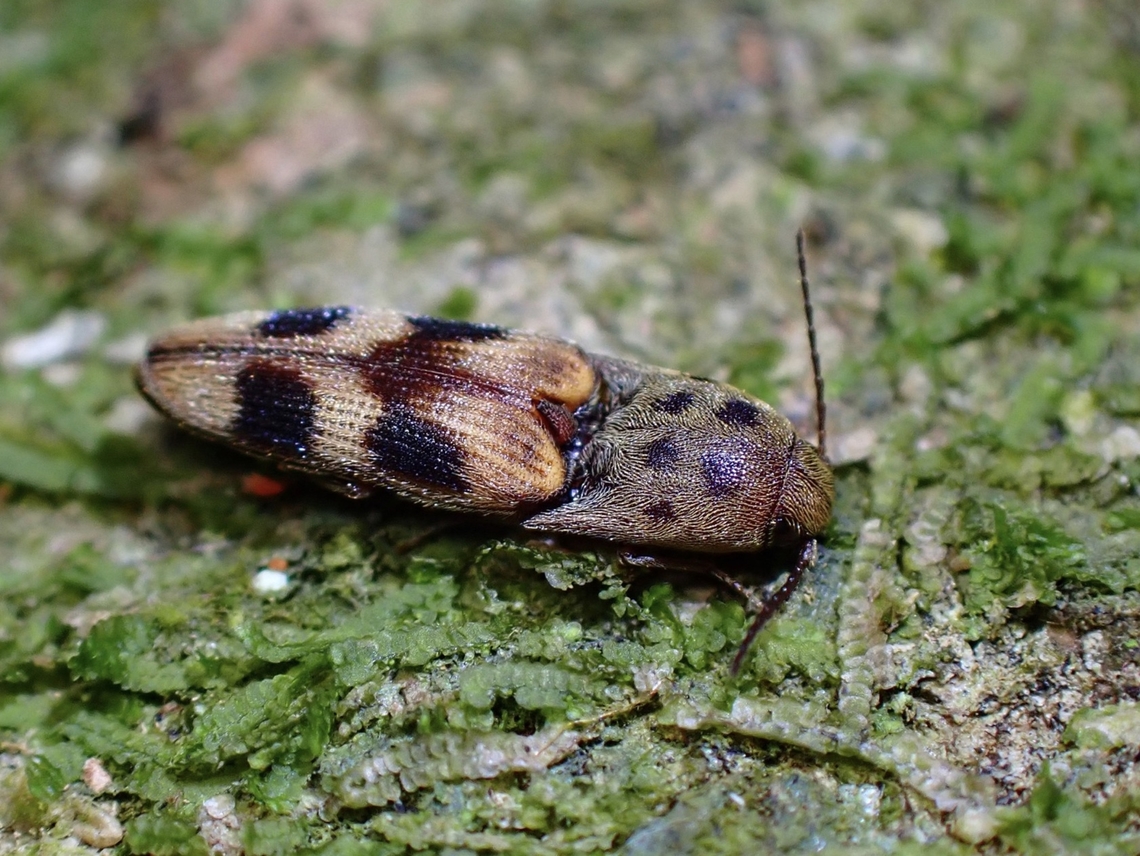 Click Beetle - Xanthopenthes bifasciatus  Beetle,Click Beetle,Malaysia,Penang,Xanthopenthes bifasciatus