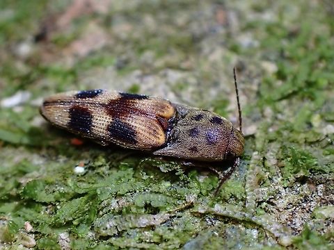 Click Beetle - Xanthopenthes bifasciatus  Beetle,Click Beetle,Malaysia,Penang,Xanthopenthes bifasciatus