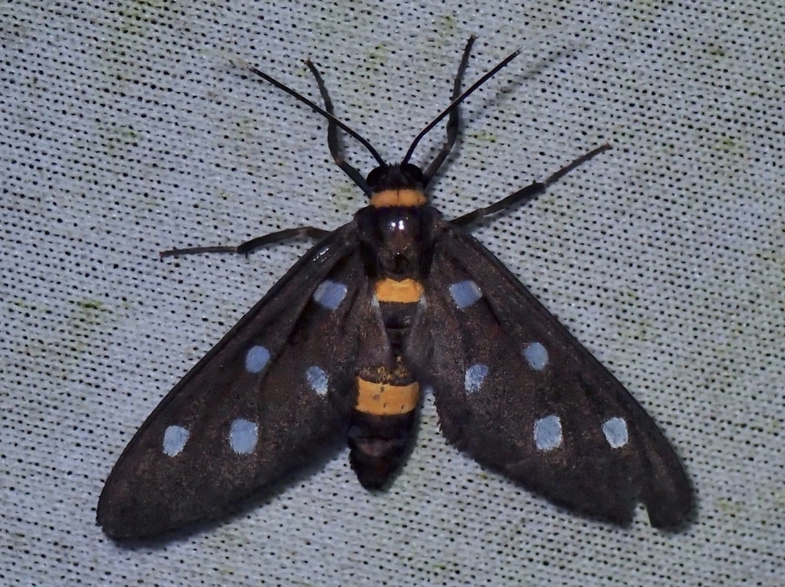 Wasp Moth - Amata elisa  Amata elisa,Malaysia,Moth,Sabah,Wasp Moth