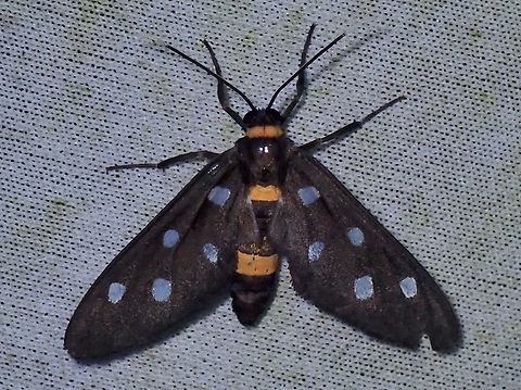 Wasp Moth - Amata elisa  Amata elisa,Malaysia,Moth,Sabah,Wasp Moth