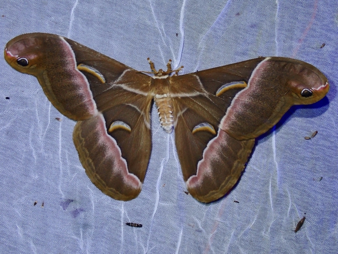 Treadaway's Lesser Atlas Moth - Samia treadawayi  Atlas Moth,Moth,Palawan,Philippines,Samia treadawayi,Treadaway's Lesser Atlas Moth