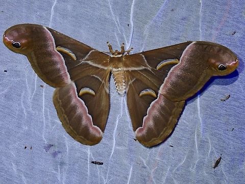 Treadaway's Lesser Atlas Moth - Samia treadawayi  Atlas Moth,Moth,Palawan,Philippines,Samia treadawayi,Treadaway's Lesser Atlas Moth
