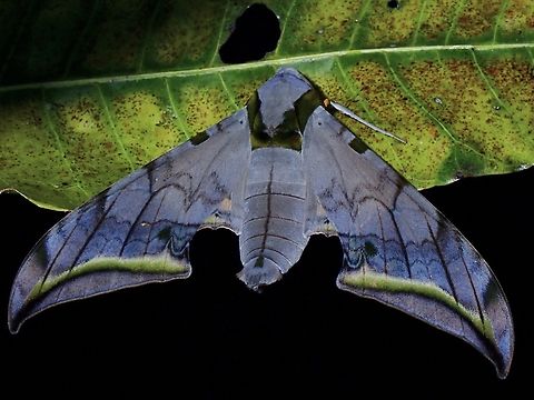 Common? Common Gliding Hawkmoth - Ambulyx sericeipennis Ambulyx sericeipennis,Common Gliding Hawkmoth,Hawkmoth,Malaysia,Moth,Sabah