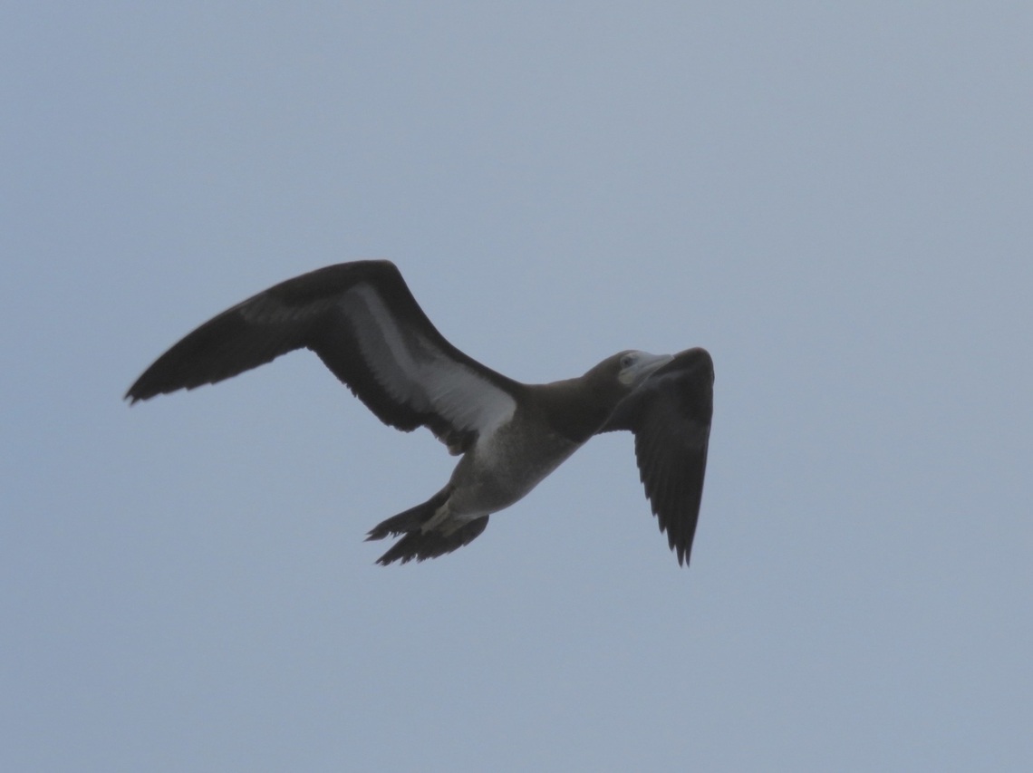 Indo-Pacific Brown Booby - Sula leucogaster plotus Sub-Species - Sula leucogaster plotus Bird,Brown Booby,Indo-Pacific Brown Booby,Palawan,Philippines,Sula leucogaster
