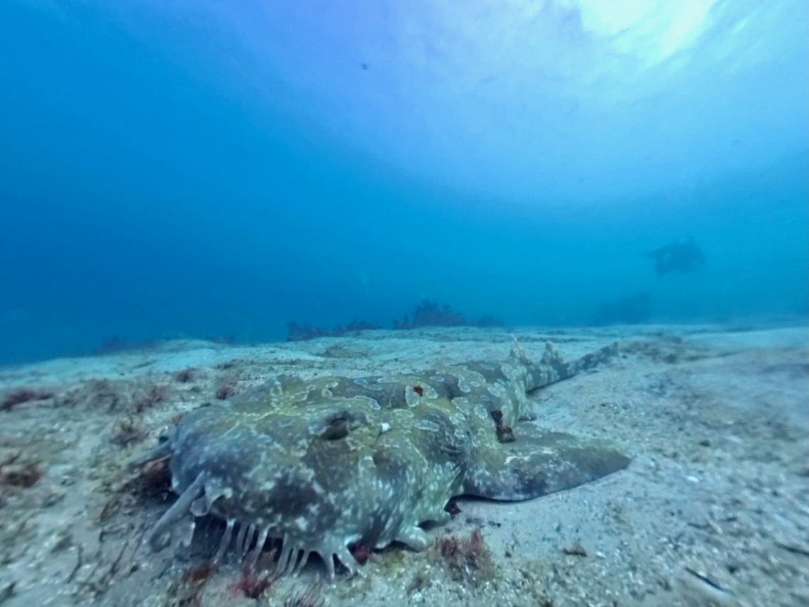 Spotted Wobbegong Shark - Orectolobus maculatus  Australia,Fish,Orectolobus maculatus,Shark,Spotted Wobbegong,Sydney,Wobbegong,Wobbegong Shark