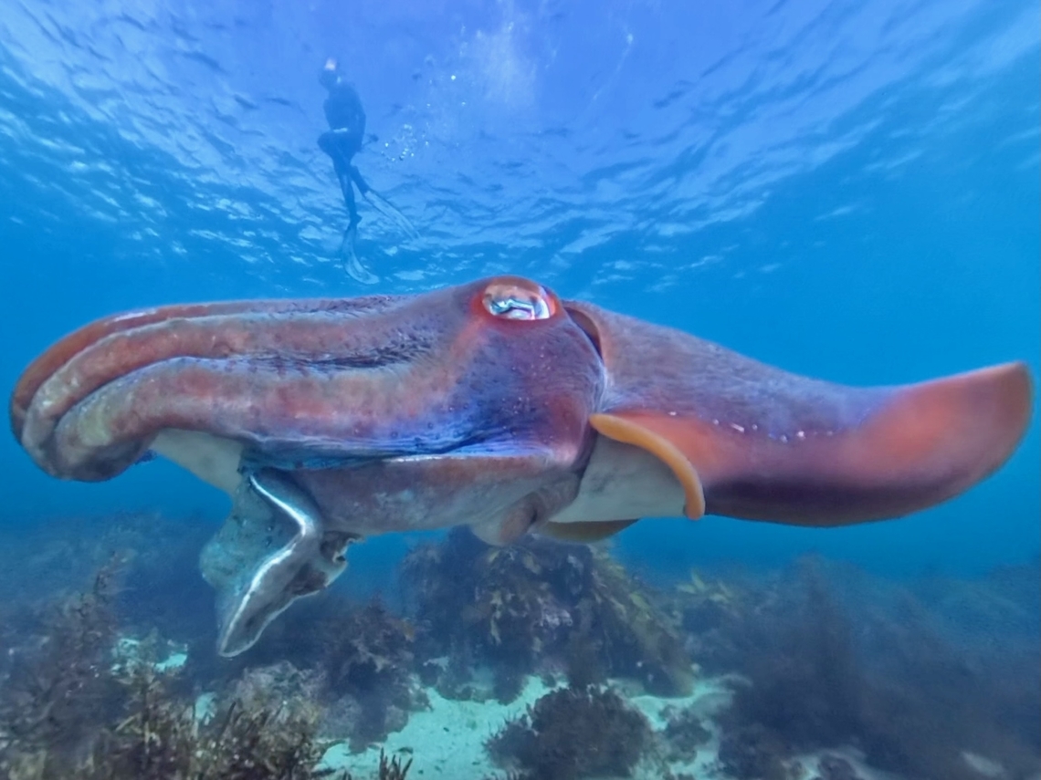 World's Largest Cuttlefish! Australian Giant Cuttlefish - Ascarosepion apama Ascarosepion apama,Australia,Australian Giant Cuttlefish,Cuttlefish,Giant Cuttlefish,Sydney