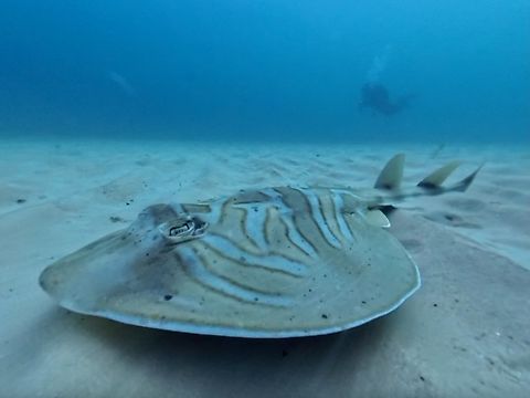 Banjo/Fiddler Ray - Trygonorrhina fasciata  Australia,Banjo Ray,Fiddler Ray,Fish,Stingray,Sydney,Trygonorrhina fasciata