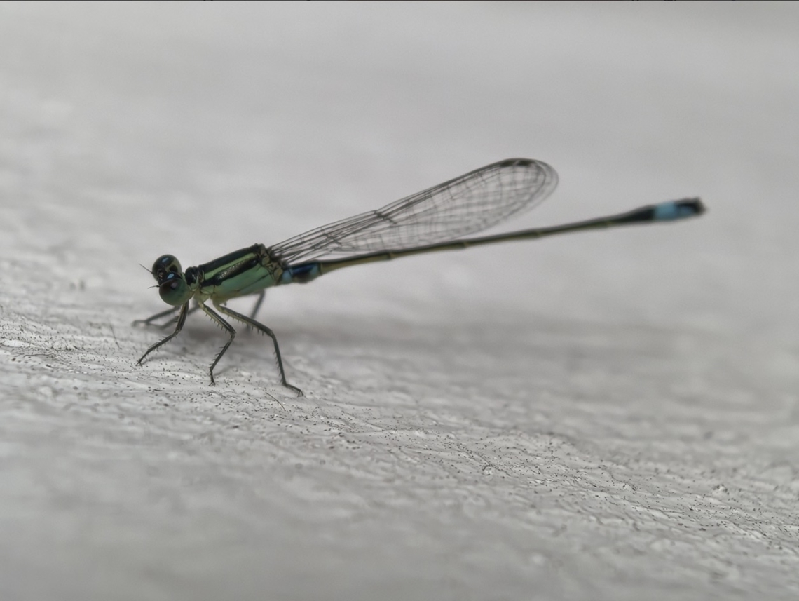 Common Bluetail - Ischnura senegalensis  Bali,Common Bluetail,Damselfly,Indonesia,Ischnura senegalensis,Padangbai