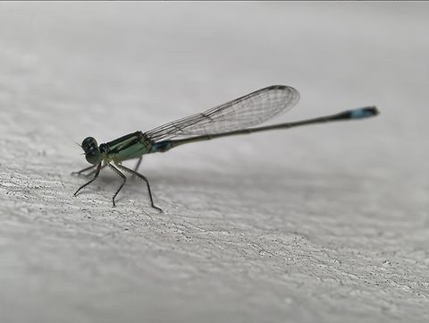 Common Bluetail - Ischnura senegalensis  Bali,Common Bluetail,Damselfly,Indonesia,Ischnura senegalensis,Padangbai