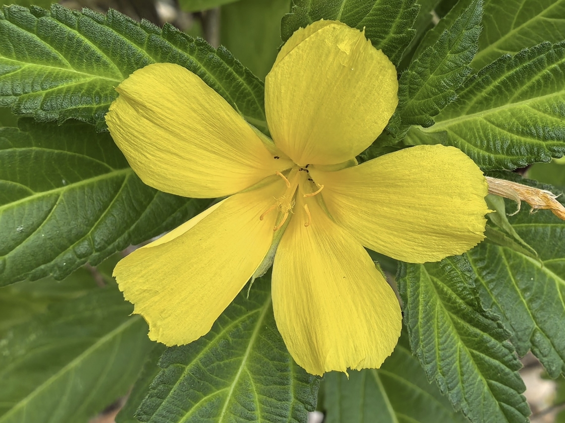 Yellow Alder - Turnera ulmifolia  Bali,Flower,Indonesia,Padangbai,Plant,Turnera ulmifolia,Yellow Alder