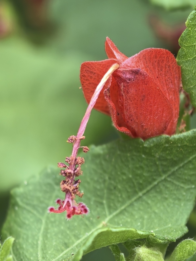 Turk's Cap - Malvaviscus arboreus  Bali,Flower,Indonesia,Malvaviscus arboreus,Padangbai,Plant,Turk's Cap