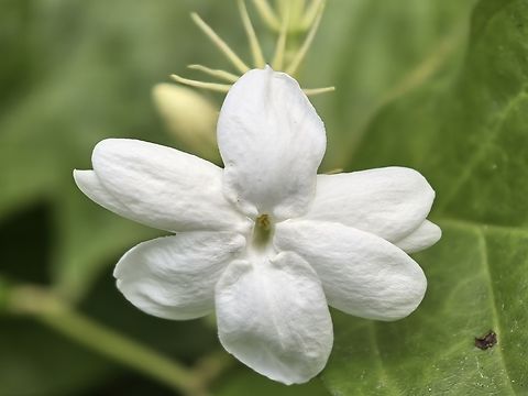 Arabian Jasmine - Jasminum sambac  Arabian Jasmine,Bali,Flower,Indonesia,Jasminum sambac,Padangbai,Plant