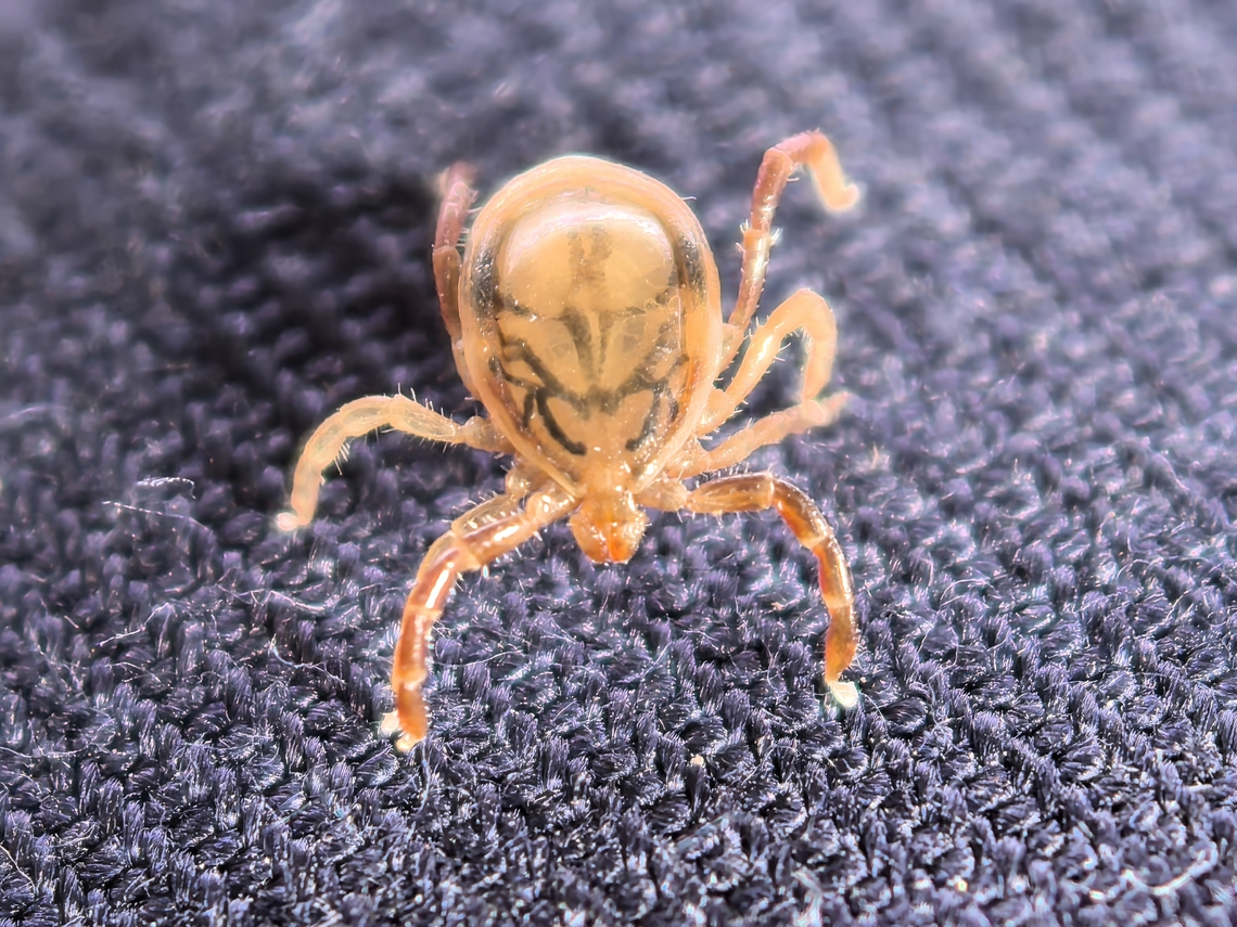 Blood Sucking Hitch Hiker  Australia,Australia Paralysis Tick,Engadine,Ixodes holocyclus,New South Wales,Tick