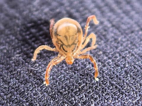 Blood Sucking Hitch Hiker  Australia,Australia Paralysis Tick,Engadine,Ixodes holocyclus,New South Wales,Tick
