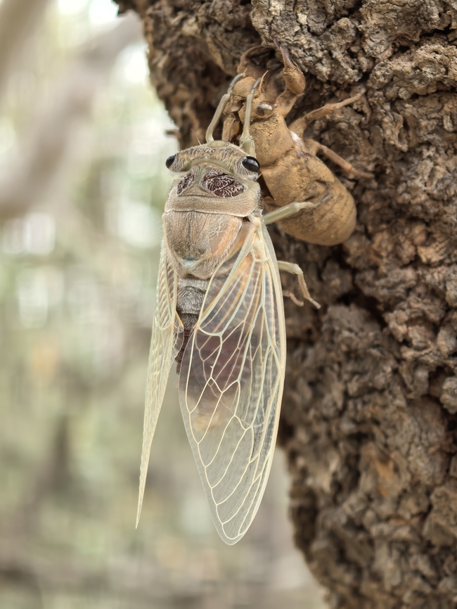 New Adult Eastern Double Drummer - Thopha saccata Australia,Cicada,Eastern Double Drummer,Engadine,New South Wales,Thopha saccata