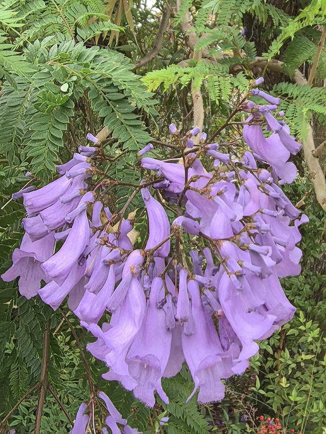 Blue Jacaranda - Jacaranda mimosifolia  Australia,Blue Jacaranda,Flower,Jacaranda,Jacaranda mimosifolia,New South Wales,Plant,Sydney