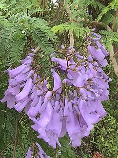 Blue Jacaranda - Jacaranda mimosifolia  Australia,Blue Jacaranda,Flower,Jacaranda,Jacaranda mimosifolia,New South Wales,Plant,Sydney