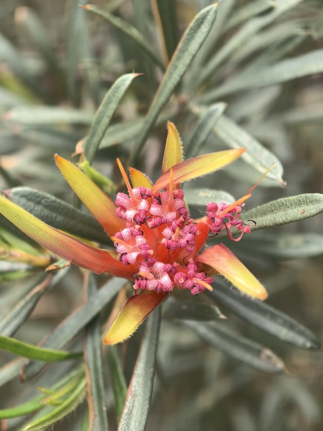 Mountain Devil - Lambertia formosa  Australia,Engadine,Flower,Lambertia formosa,Mountain Devil,New South Wales,Plant
