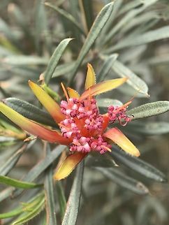 Mountain Devil - Lambertia formosa  Australia,Engadine,Flower,Lambertia formosa,Mountain Devil,New South Wales,Plant