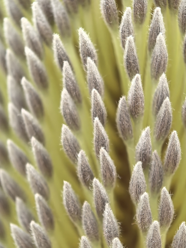 Old Man Banksia - Banksia serrata  Australia,Banksia serrata,Engadine,Flower,New South Wales,Old Man Banksia,Plant