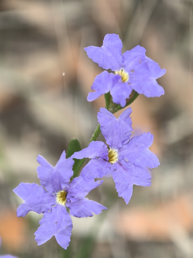 Blue Dampiera - Dampiera stricta  Australia,Blue Dampiera,Dampiera stricta,Engadine,Flower,New South Wales,Plant