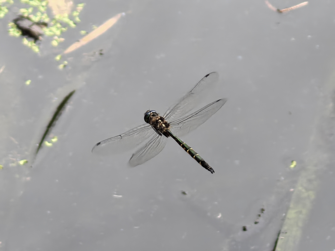 Australian Emerald Dragonfly - Hemicordulia australiae  Australia,Australian Emerald Dragonfly,Dragonfly,Engadine,Hemicordulia australiae,New South Wales