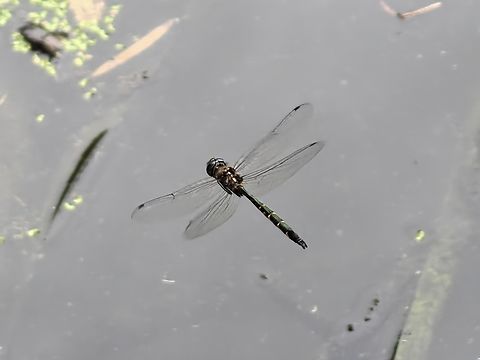 Australian Emerald Dragonfly - Hemicordulia australiae  Australia,Australian Emerald Dragonfly,Dragonfly,Engadine,Hemicordulia australiae,New South Wales