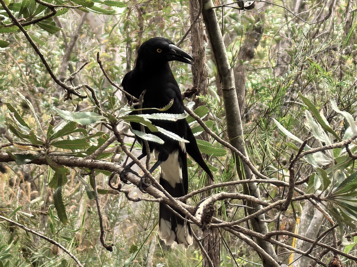 Pied Currawong - Strepera graculina  Australia,Bird,Engadine,New South Wales,Pied Currawong,Strepera graculina