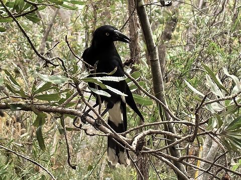 Pied Currawong - Strepera graculina  Australia,Bird,Engadine,New South Wales,Pied Currawong,Strepera graculina