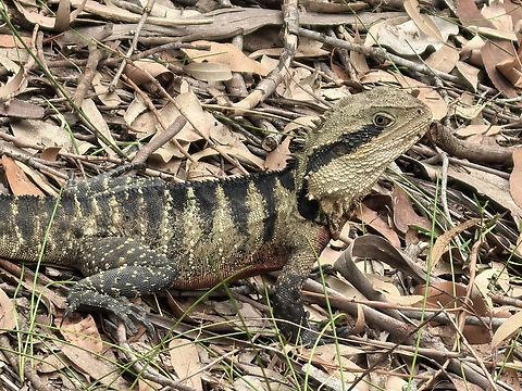 Australian Water Dragon - Intellagama lesueurii  Australia,Australian Water Dragon,Dragon,Engadine,Intellagama lesueurii,Lizard,New South Wales,Water Dragon