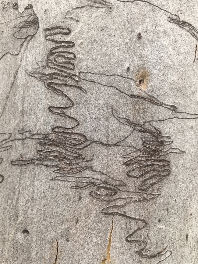 Signature  Australia,Engadine,Moth,New South Wales,Ogmograptis scribula