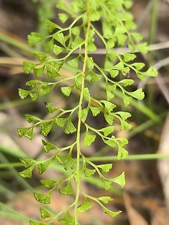 Lacy Wedge Fern - Lindsaea microphylla  Australia,Engadine,Fern,Lacy Wedge Fern,Lindsaea microphylla,New South Wales,Plant,Wedge Fern