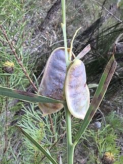 Sweet Wattle - Acacia suaveolens  Acacia suaveolens,Australia,Engadine,Fruit,New South Wales,Plant,Sweet Wattle
