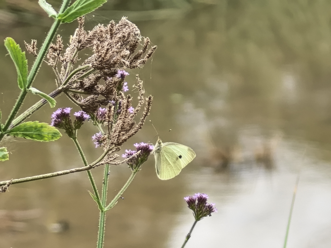 Small White - Pieris rapae  Australia,Butterfly,Engadine,New South Wales,Pieris rapae,Small White