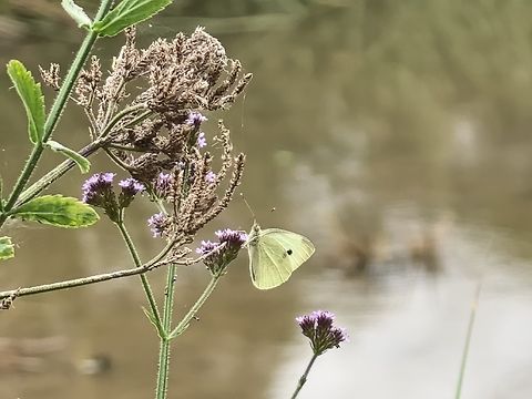 Small White - Pieris rapae  Australia,Butterfly,Engadine,New South Wales,Pieris rapae,Small White