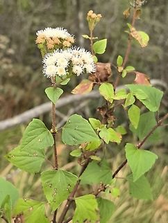Crofton Weed - Ageratina adenophora  Ageratina adenophora,Australia,Crofton Weed,Engadine,New South Wales,Weed