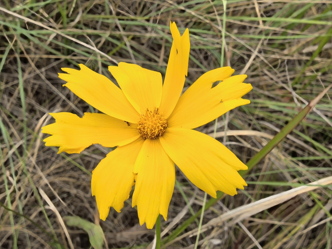Lance-Leaved Coreopsis  Australia,Coreopsis lanceolata,Engadine,Lance-Leaved coreopsis,New South Wales