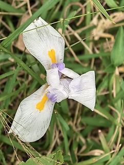 Large Fortnight Lily - Dietes grandiflora  Australia,Dietes grandiflora,Engadine,Flower,Fortnight Lily,Large Fortnight Lily,Lily,New South Wales,Plant