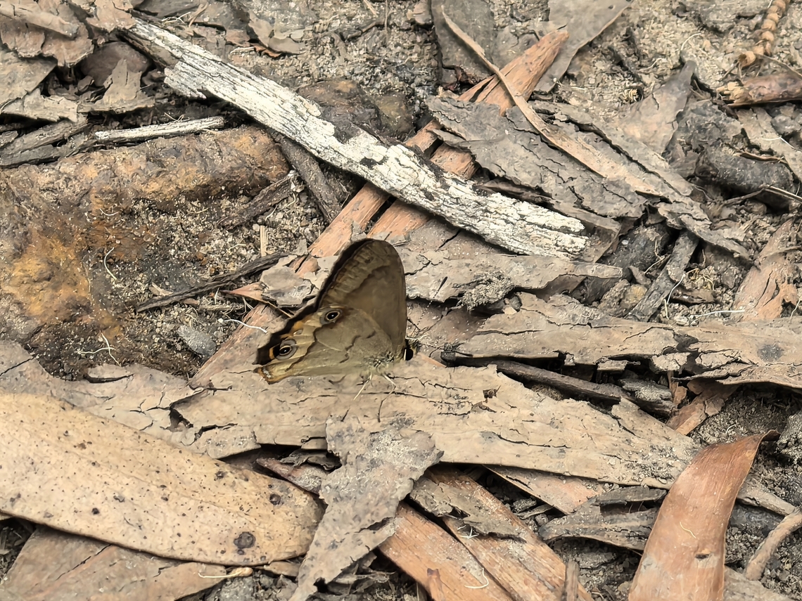 Brown Ringlet - Hypocysta metirius  Australia,Brown Ringlet,Butterfly,Common Brown Ringlet,Engadine,Hypocysta metirius,New South Wales,Ringlet