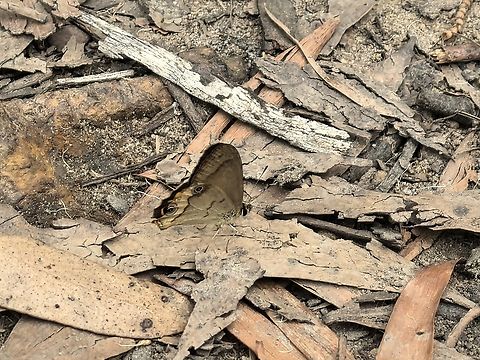 Brown Ringlet - Hypocysta metirius  Australia,Brown Ringlet,Butterfly,Common Brown Ringlet,Engadine,Hypocysta metirius,New South Wales,Ringlet