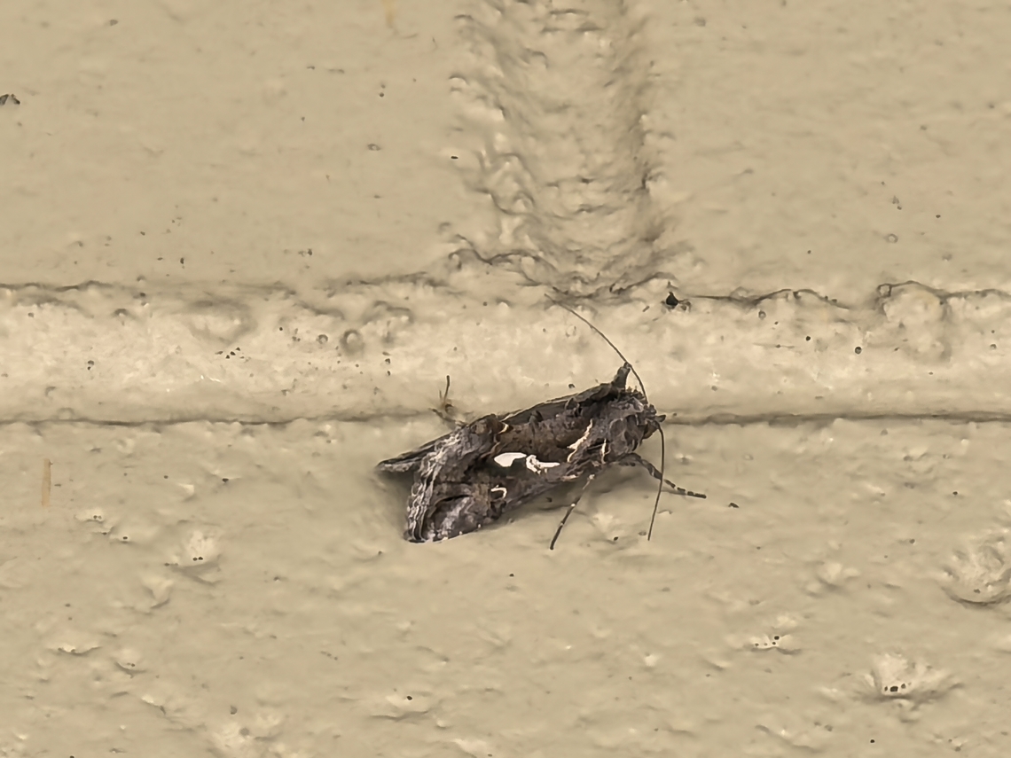 Tobacco Looper - Chrysodeixis argentifera  Australia,Chrysodeixis argentifera,Engadine,Moth,New South Wales,Tobacco Looper